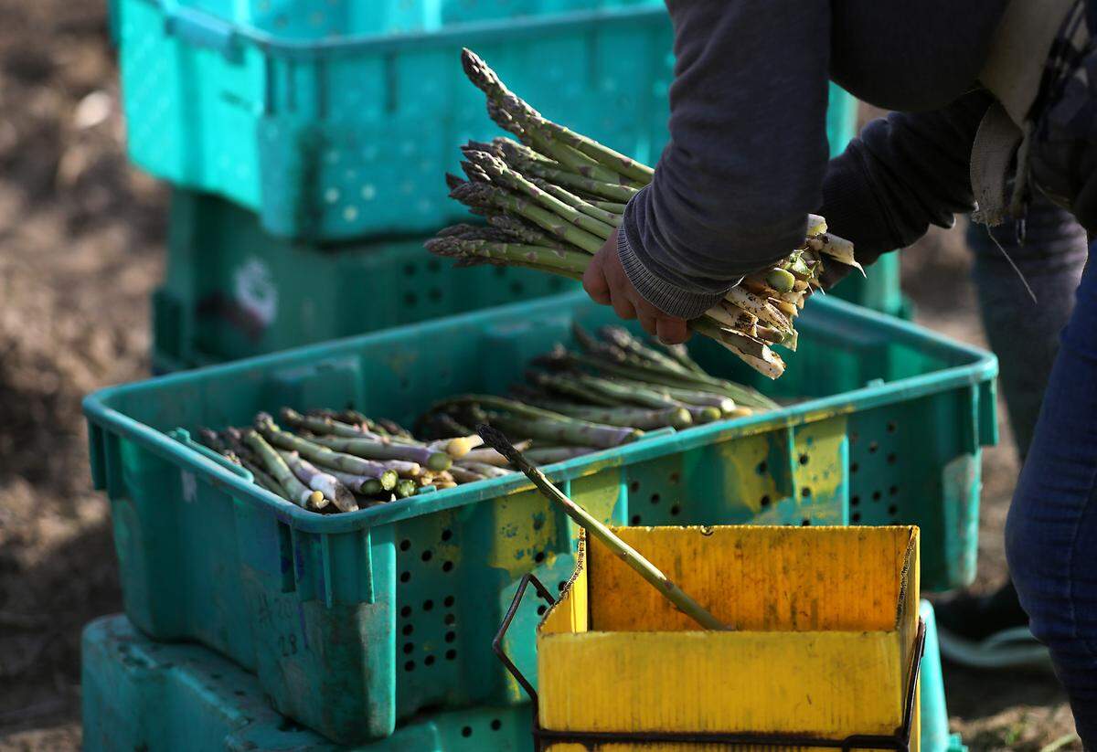 Farm workers harvest asparagus in the early morning at Schreiber Farms.