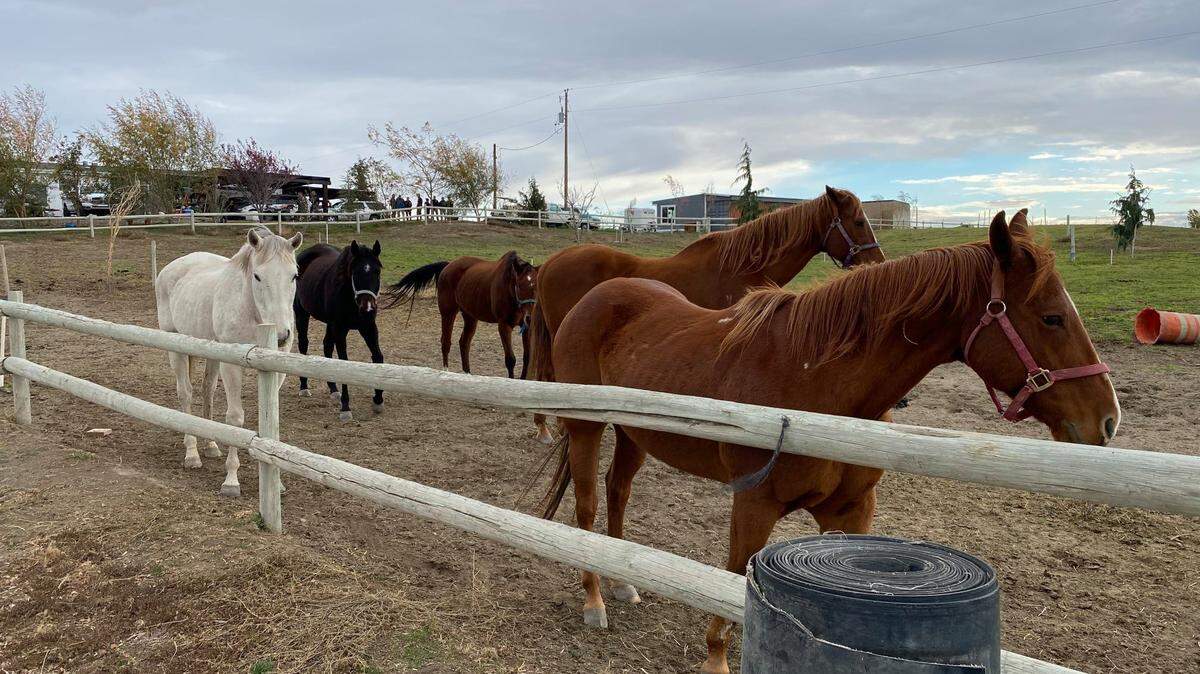 Federal, Washington state and Walla Walla County officials are investigating if these horses in Burbank, near Pasco, WA, are part of an illegal horse racing operation.