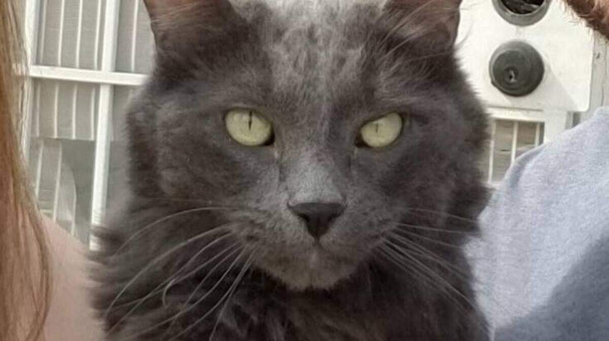 Clyde, a 10-year-old Russian Blue cat, is missing after his owners' U-Haul truck was stolen in Kennewick on Sunday, June 17, 2018.