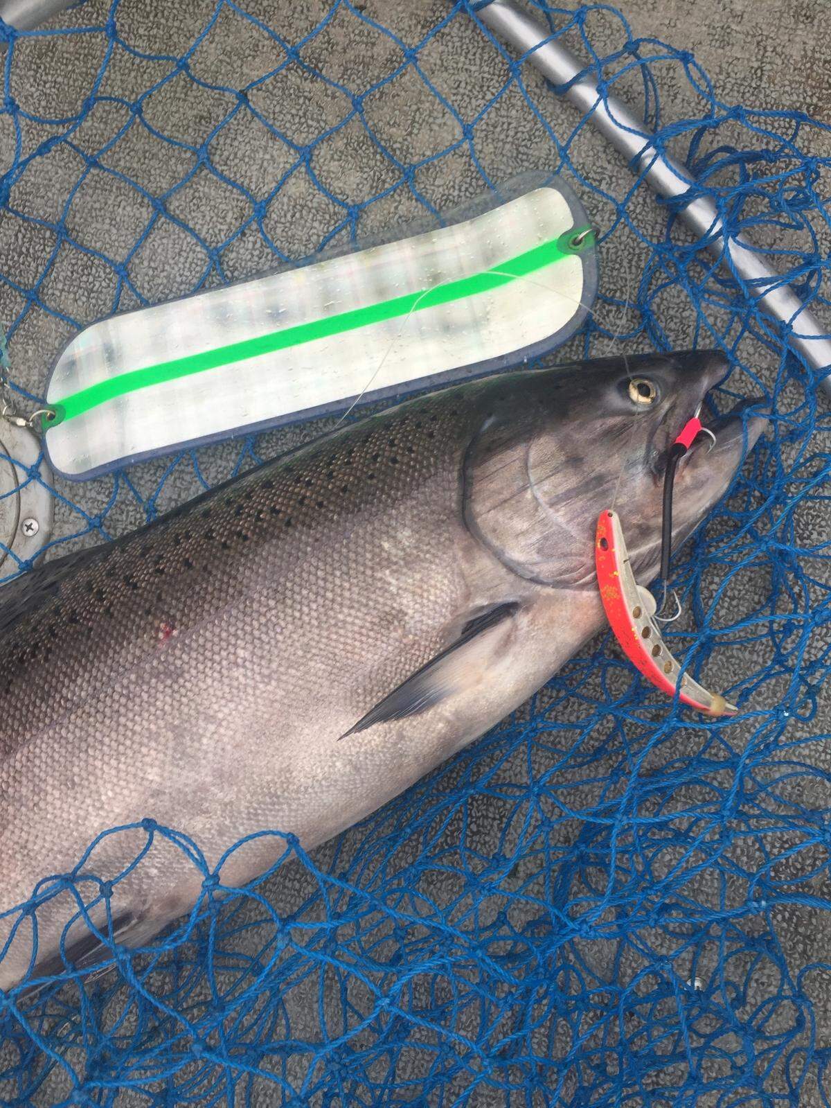 A downstream troll with a flasher and a Brad’s Super Bait can lead to hooking an early-run fall Chinook salmon.