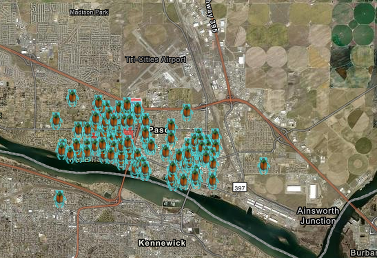 Areas where Japanese beetles have been found in traps in Pasco, Wash., are shown.