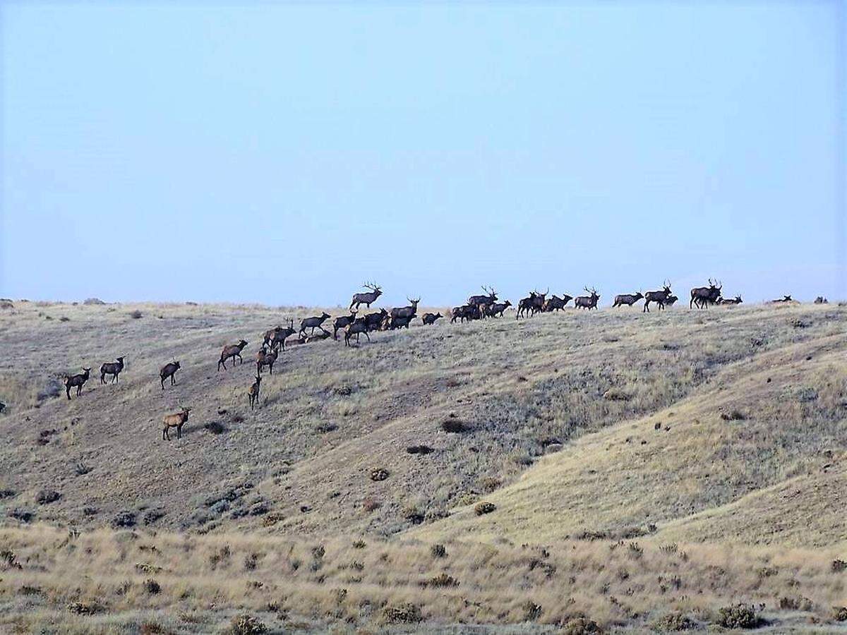 The Hanford elk herd can range from 375 to 700 during October and November, according to the Department of Energy.