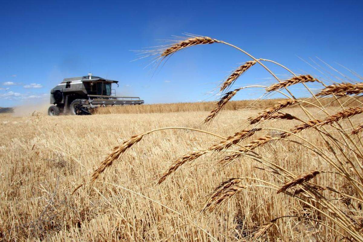 Wheat Harvest 2007