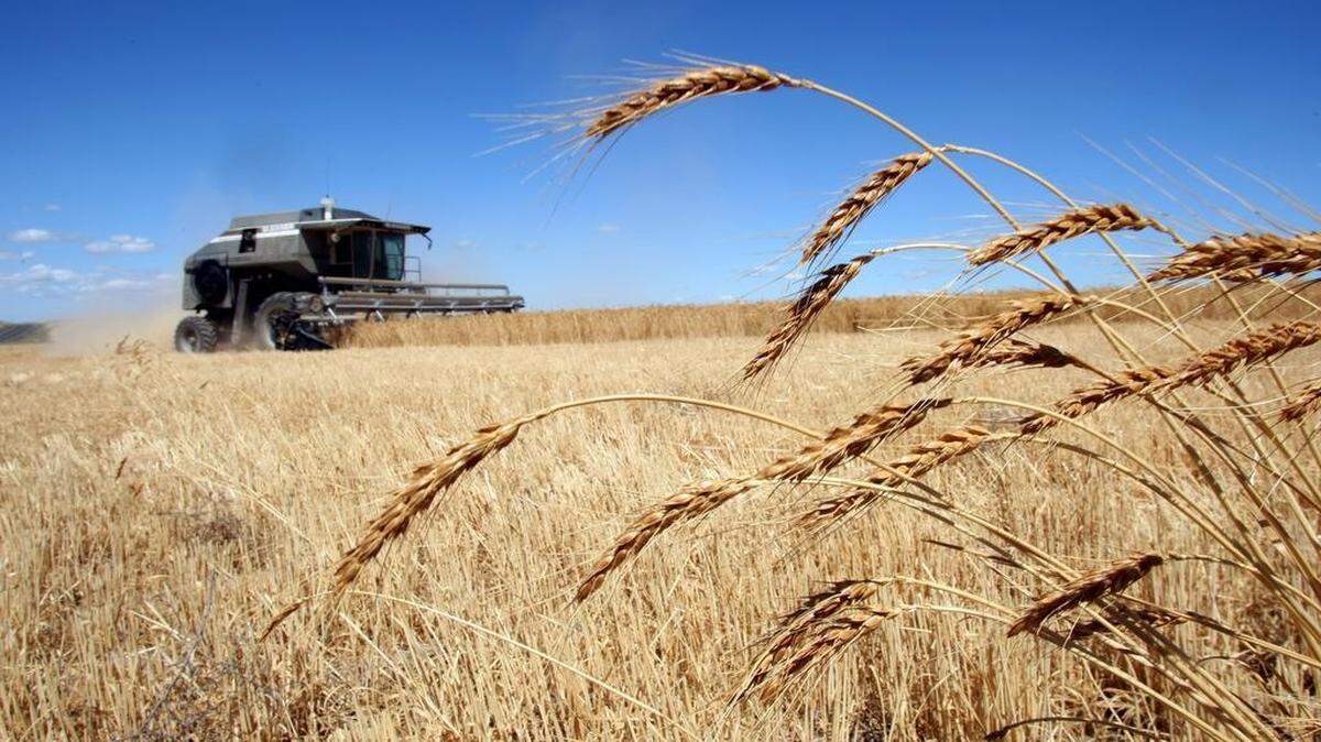 Wheat Harvest 2007