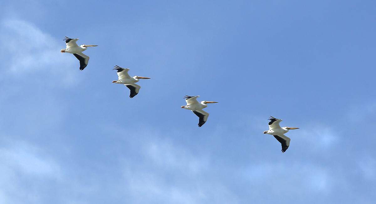 A small flock of white pelicans glide through the sky over downtown Kennewick.