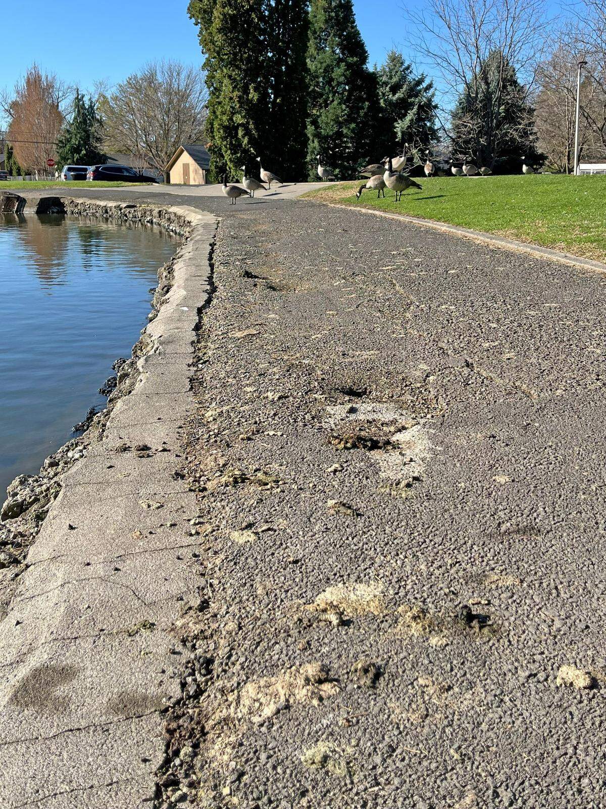 Goose droppings are fouling walkways and creating excessive algal growth in the ponds and waterways of Pioneer Park in Walla Walla, Wash.