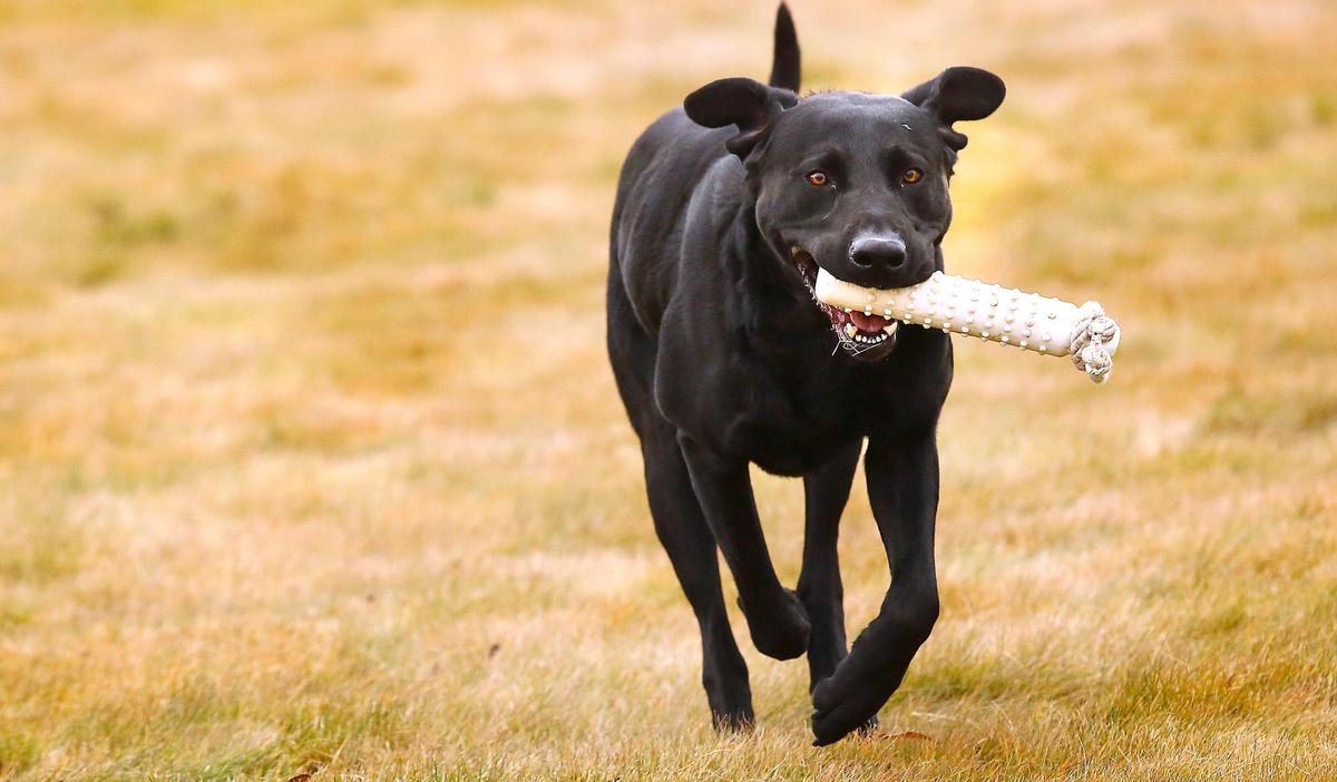 Colby, a four-year old black Labrador, runs with a training bumper after making a retrieve during a recent training session with his owner Mark Claypatch of Richland. The two were practicing at Benton County’s Horn Rapids Park. Watch a video at: tricityherald.com/video