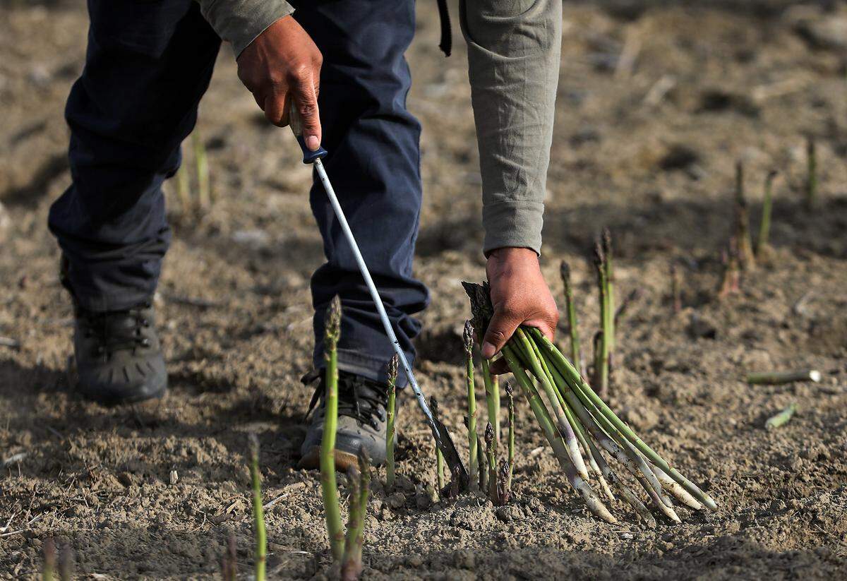 Farmworkers harvest asparagus in the early morning at a Franklin County field