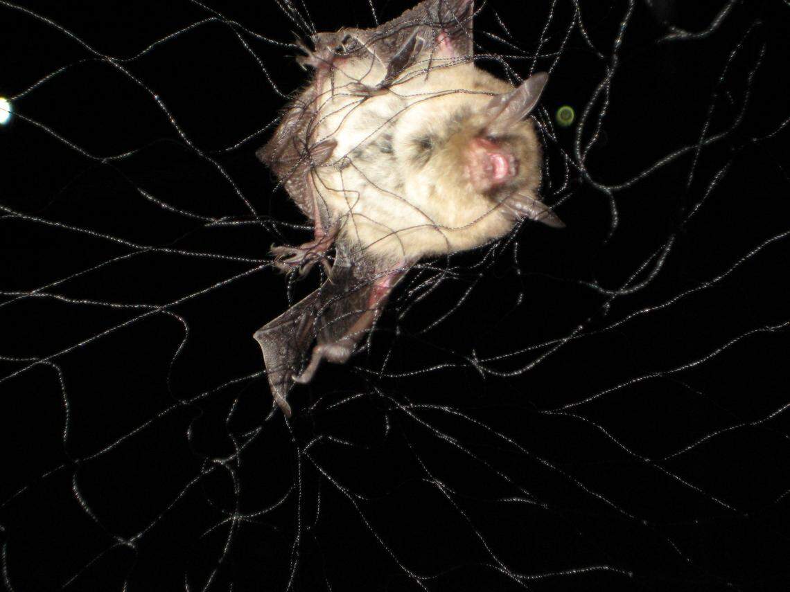 Yuma myotis bat caught in a net at Hanford.