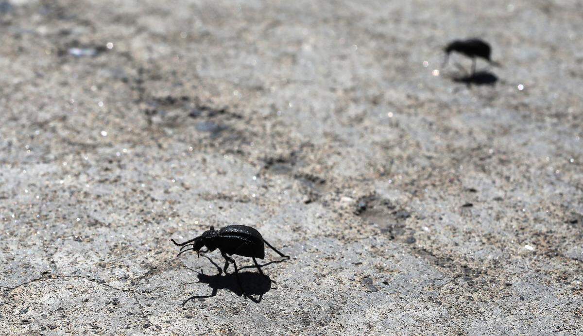 A pair of darkling beetles marches across the sidewalk in front of a driveway of a home on South Reed Court in Kennewick.