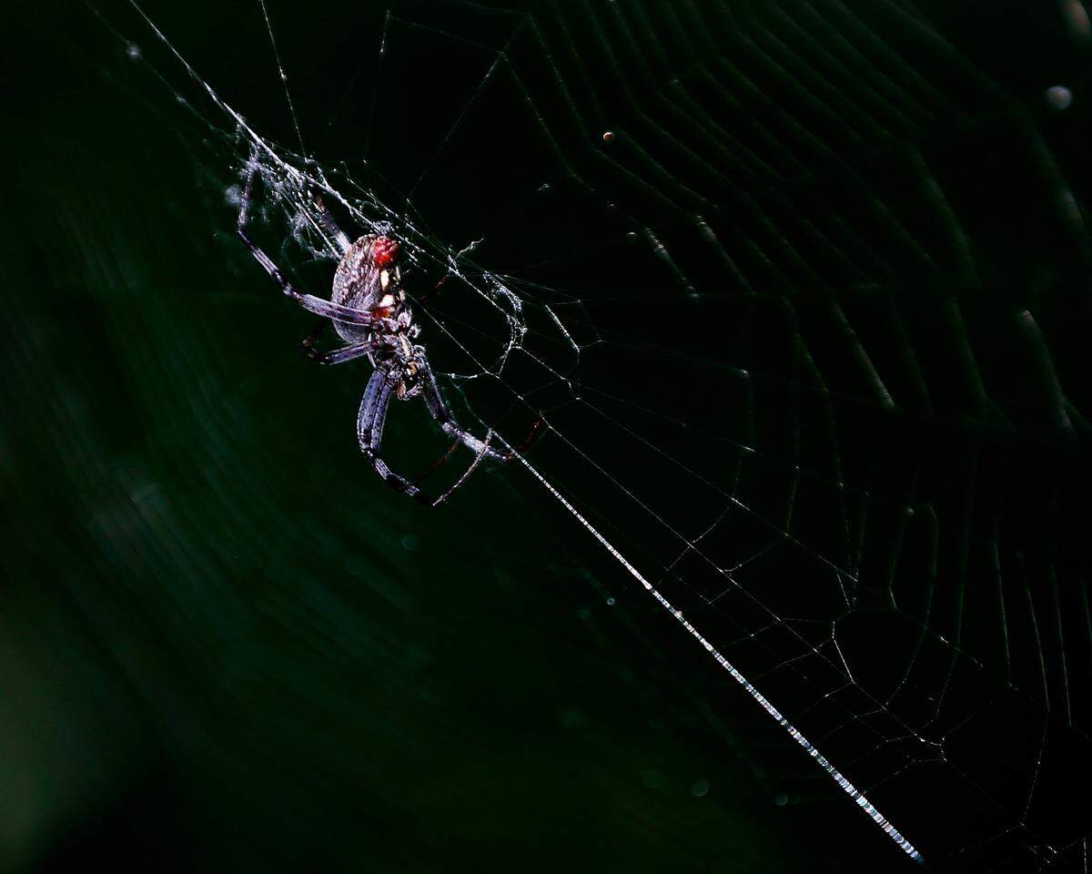 A spider tends to its web stretched between the trees and shrubs along the causeway to Clover Island along the Columbia River in Kennewick.