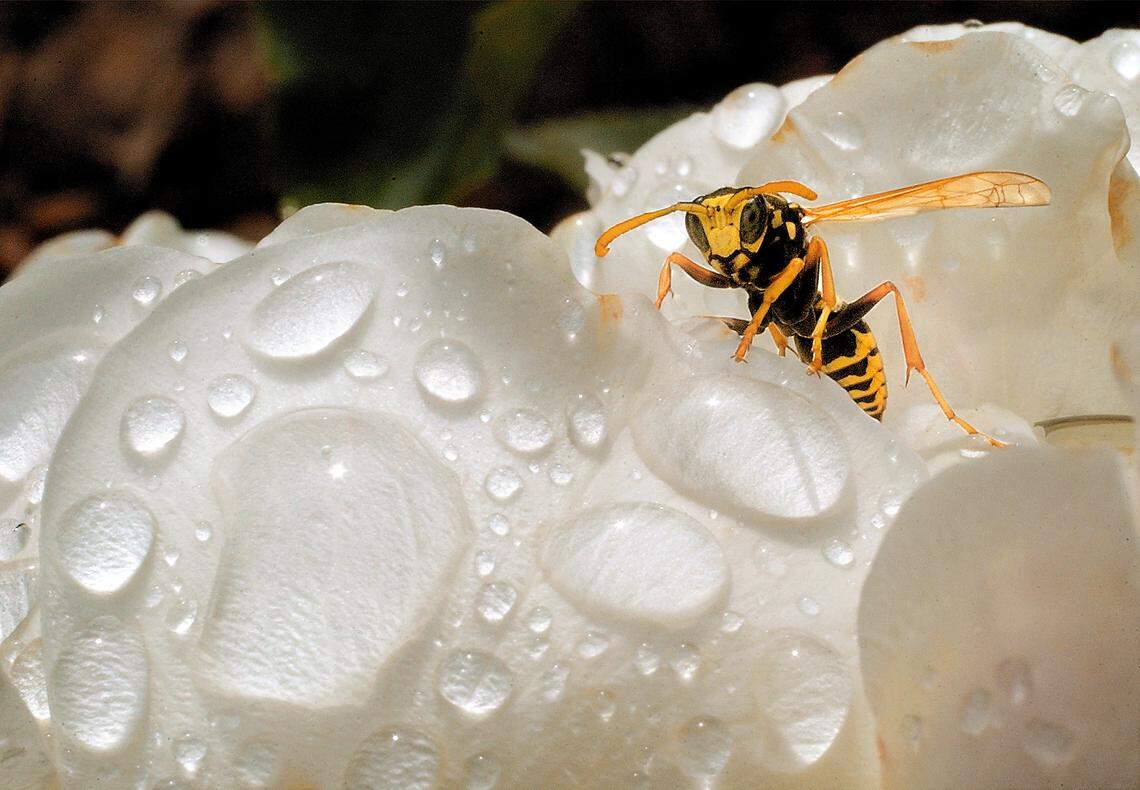 Yellow jackets, one of the most common wasps in Washington state, are looking for water during the current dry summer and may be attracted to freshly watered lawns and gardens.