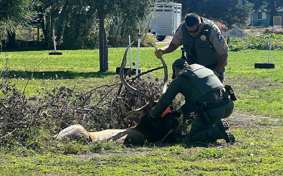 Washington Department of Fish & Wildlife police prepare to relocate a bull elk that was recently roaming around Pasco. It was darted and immobilized in Trevor Macduff’s yard in Pasco. The elk’s antlers removed to prevent possible injury to the animal during transport for relocation the Hanford Reach National Monument.
