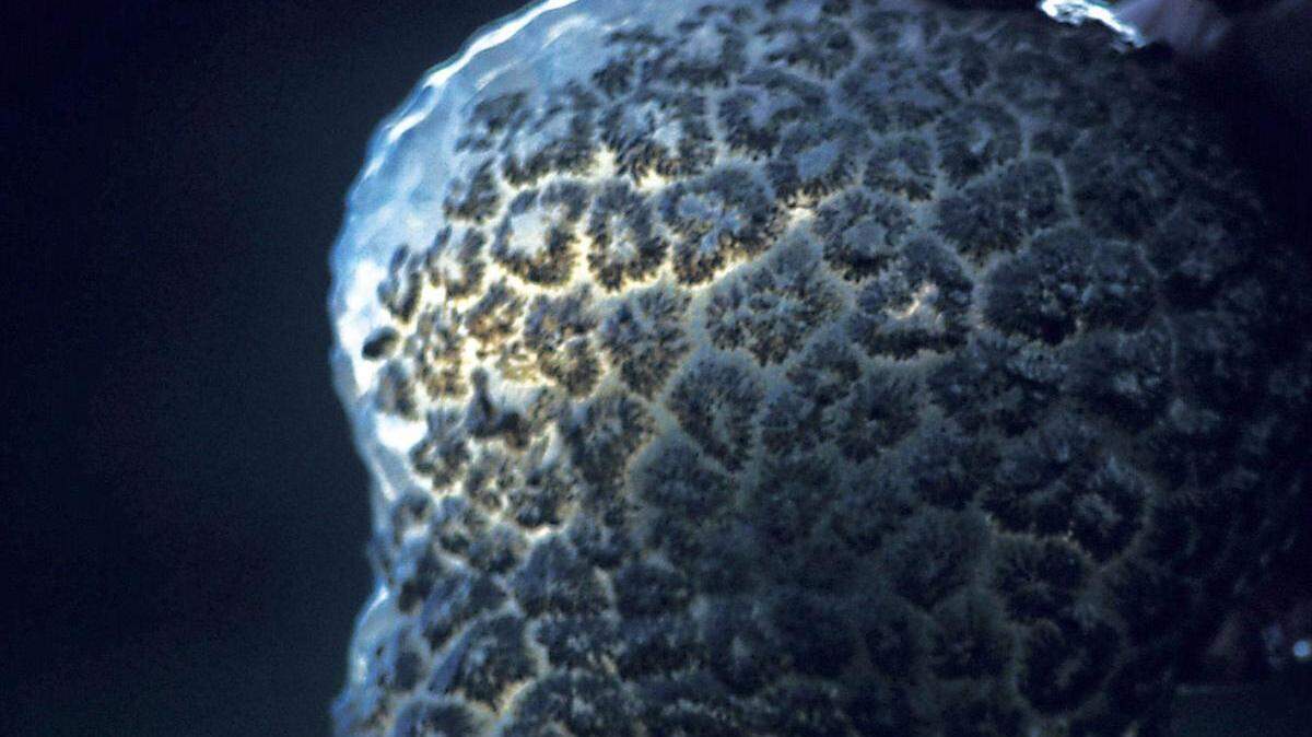 The Magnificent Bryozoan is also known as phylum ectoprocta.