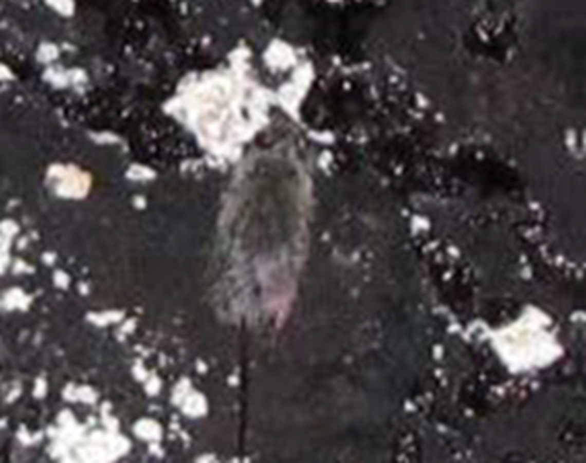 Food and Drug Administration inspectors took this photo of a rat on a layer of crust and mold in a tank of grape juice concentrate of Valley Processing in Sunnyside, according to a court document.