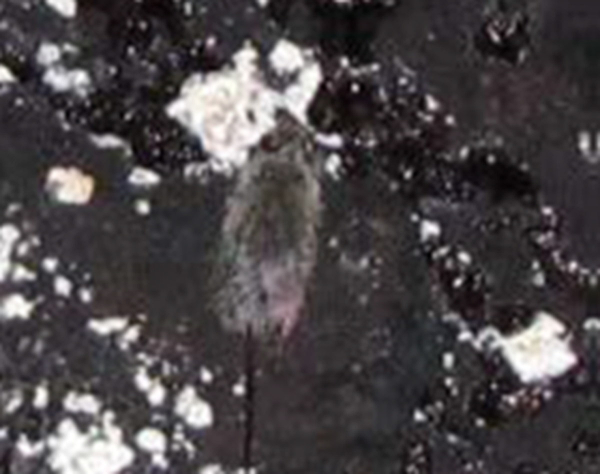 Food and Drug Administration inspectors took this photo of a rat on a layer of crust and mold in a tank of grape juice concentrate of Valley Processing in Sunnyside, according to a court document.