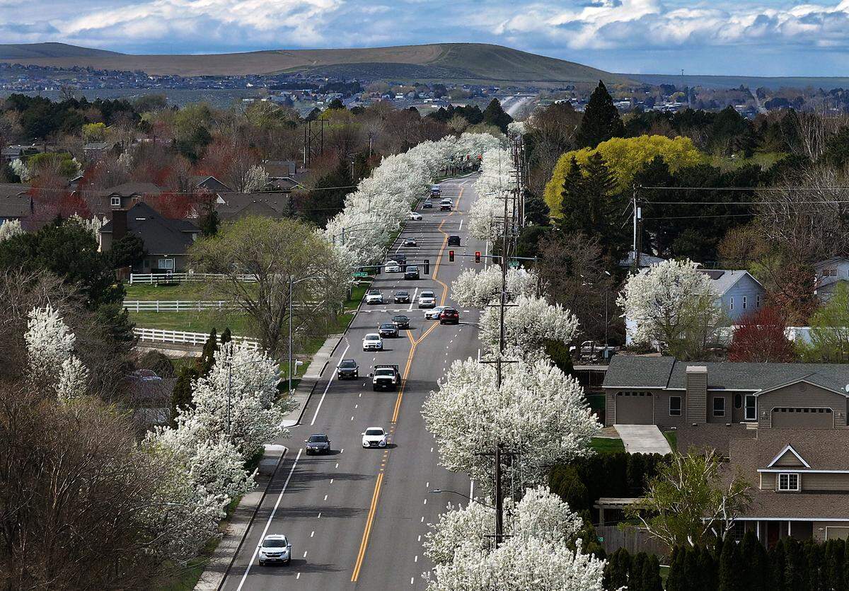 Trees lining West 10th Avenue in Kennewick are in full bloom on a mostly sunny spring day.