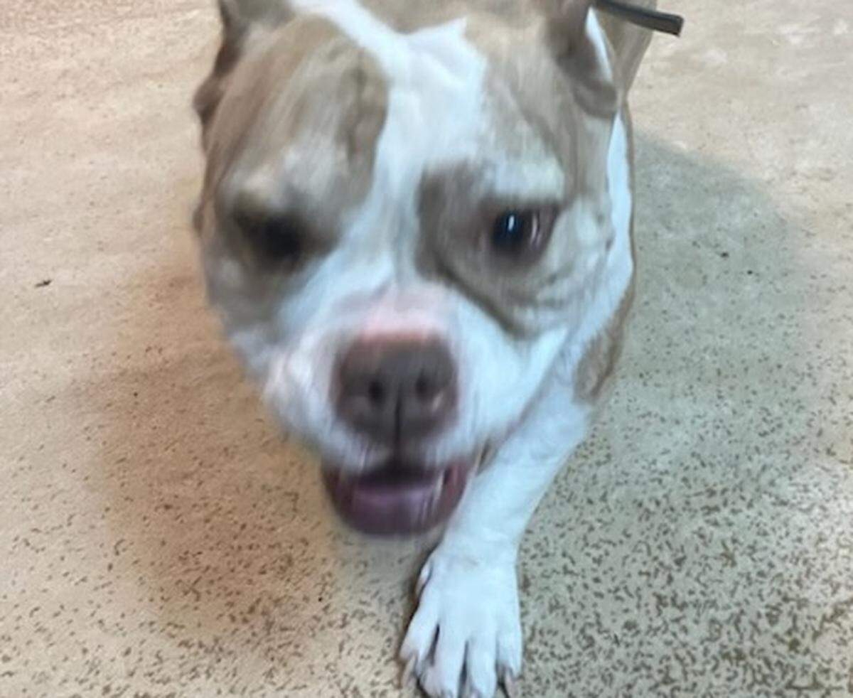Lolli is credited with saving her owner during a house fire.