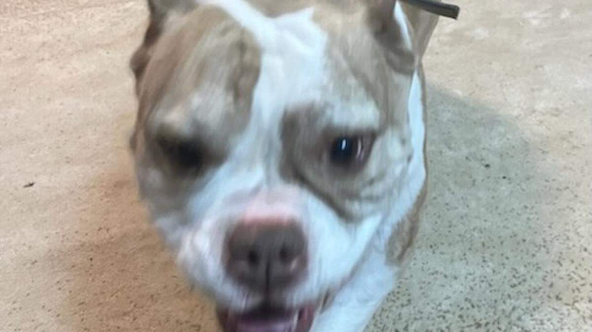 Lolli is credited with saving her owner during a house fire.