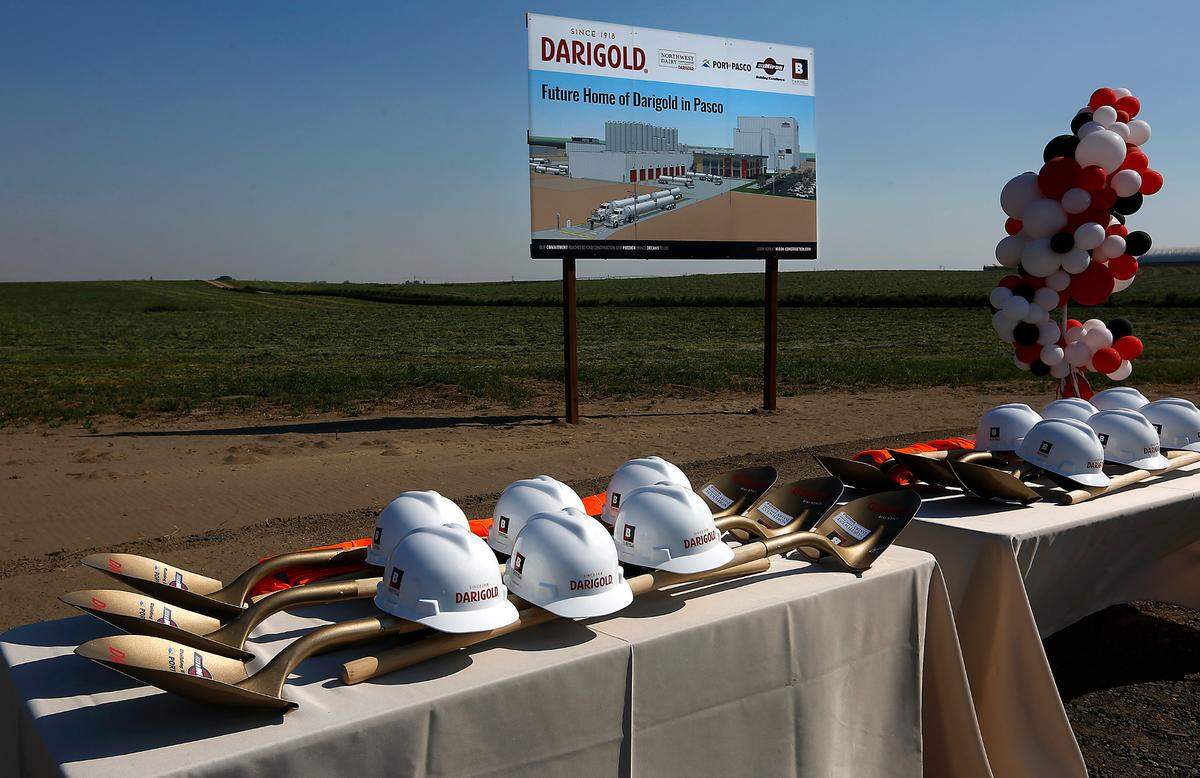 Hard hats, safety vests and shovels painted gold sit on tables before the ceremonial ground breaking in 2022 for the new Darigold dairy production facility off North Railroad Avenue in Pasco.