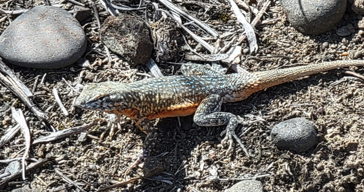 An orange belly Western Fence Lizard along the John Day River in Cottonwood Canyon State Park in Oregon.