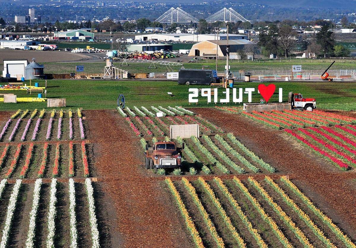 Spring has brought to life the 500,000 tulip bulbs at Middleton Farms in Pasco.