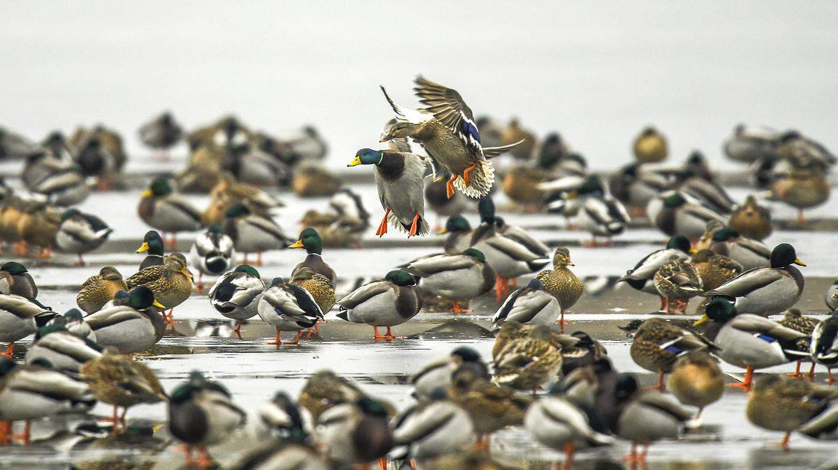 Flocks of mallard ducks use the Burbank slough at the McNary National Wildlife Refuge.
