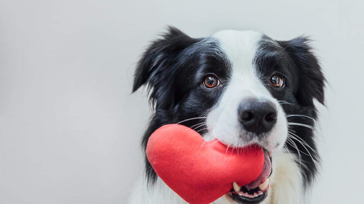 POPP Tri-Cities is hosting a pet adoption event on July 26 at PetSmart in Kennewick.