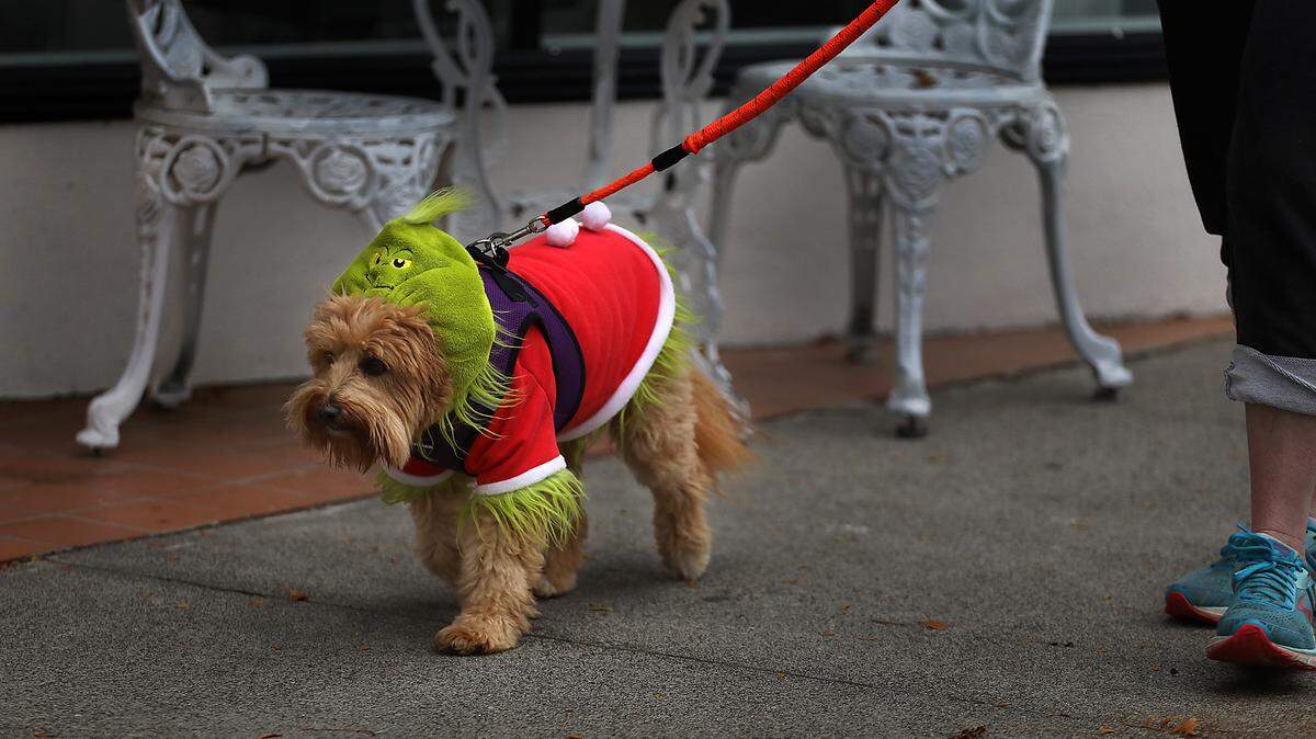 Happy, a 5-year-old AussiePoo, shows his true Grinch side while walking in downtown Kennewick on a chilly and foggy morning with owner Dorathy Signorelli of Kennewick. Signorelli is the owner of Fur on the Floor Dog Grooming at 8 N. Cascade St.