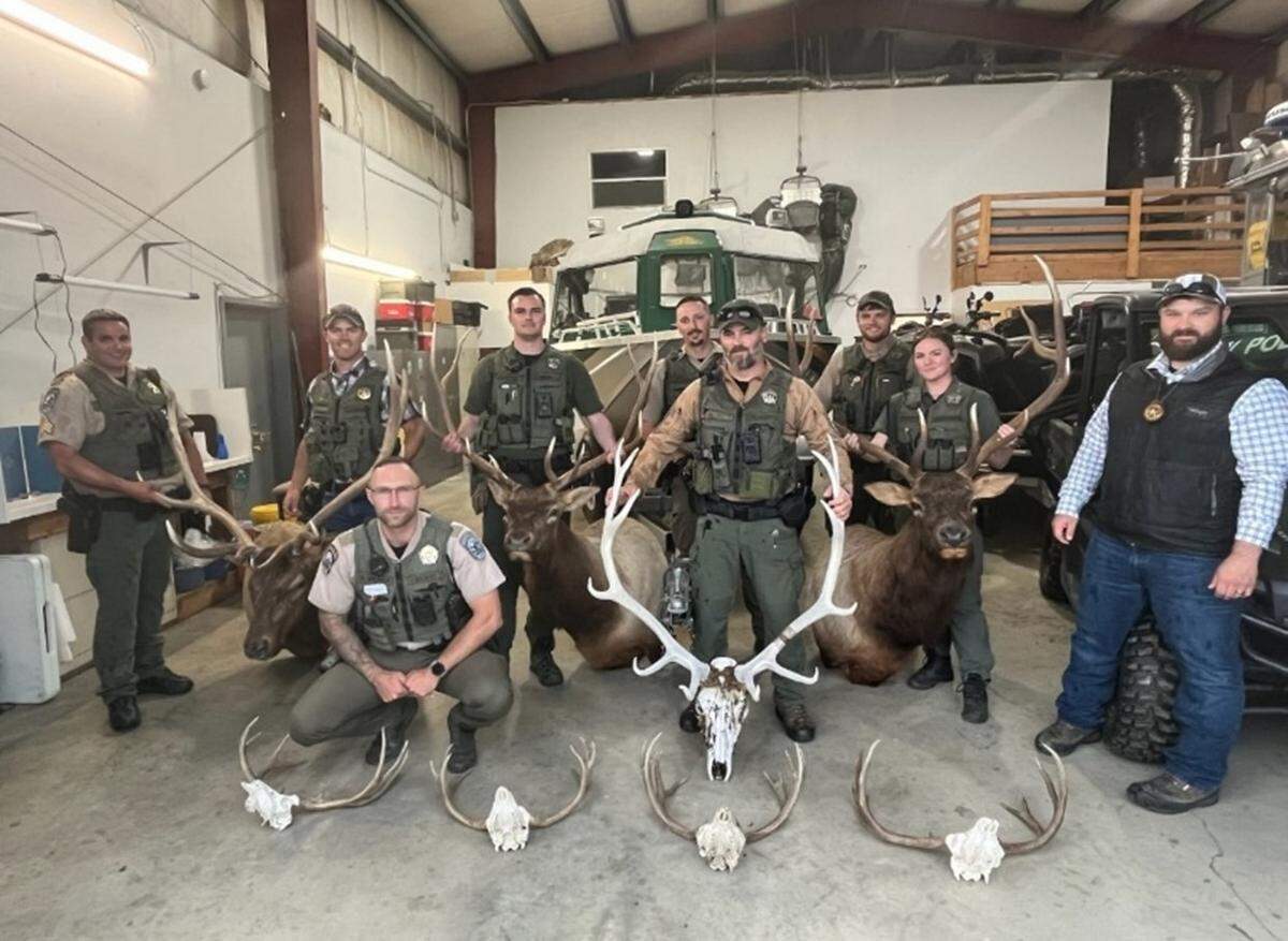 Eight trophy deer and elk mounts were seized from homes in the Tri-Cities area as part of an investigation into poaching in Eastern Montana.