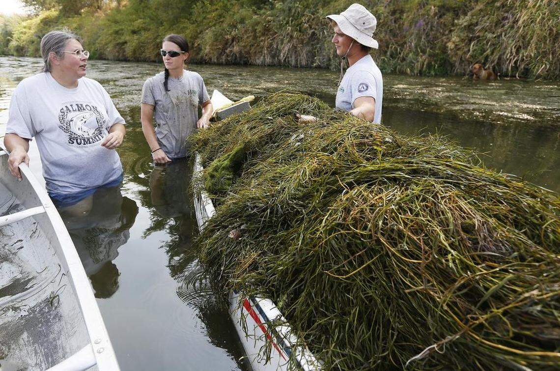 Rachel Little, a biologist with the Benton Conservation District, left, talks with Washington Conservation Corp crew members as they clear the Yakima River of stargrass in 2015.
