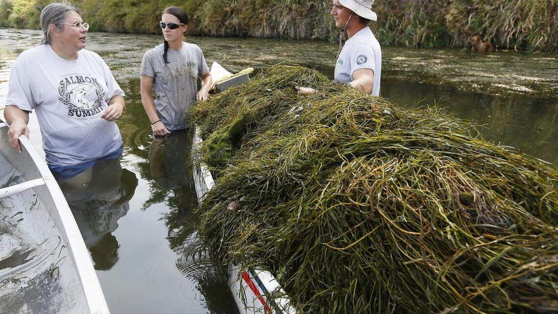 $2M settlement will fight river-clogging ‘weeds’ harming salmon in Eastern WA
