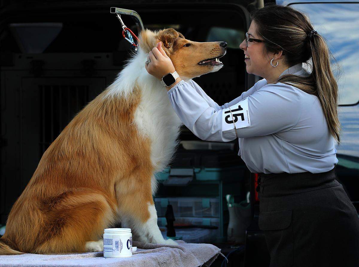 Emma Blankers of Everson gives a playful hug to Dash, her 7-month old rough Collie, while grooming him Thursday in preparation for the first day of competition at the four-day Tri-City Cluster Dog Shows at Kennewick’s Columbia Park. The annual event by the Walla Walla and Richland kennel clubs features about 1,000 entries for each day. There is also a timed 100-yard dash for dogs. Admission and parking is free. Show hours are 8 a.m. to 6 p.m. and the Fast Cat fun run trials are 1-3:30 p.m.