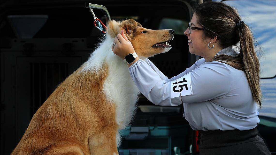 Columbia Park goes to the dogs for 48th annual kennel clubs show