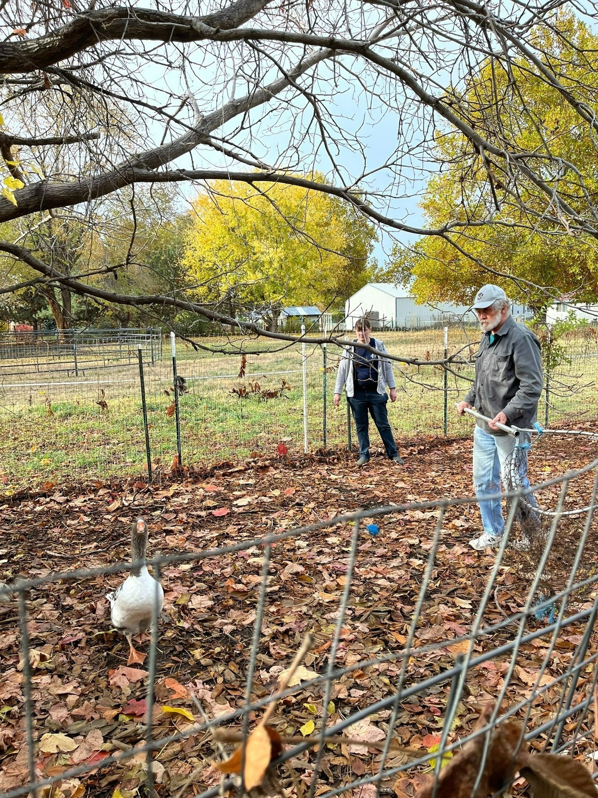 Ted Poston prepares to capture a yearling goose separated from the gaggle.