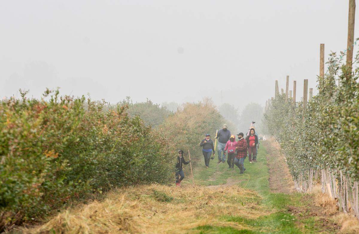 Field workers head home after a day working in smoky conditions off Highway 124 near Burbank in Walla Walla County.