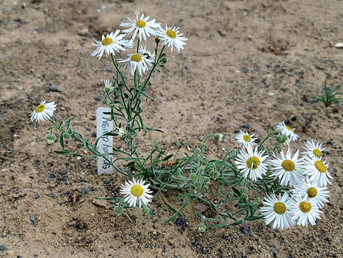 Showy Daisy is one of the native plants introduced to the restoration site.