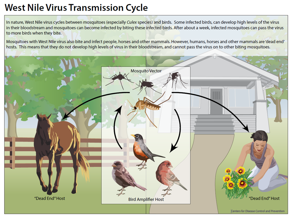 Courtesy Centers for Disease Control and Prevention