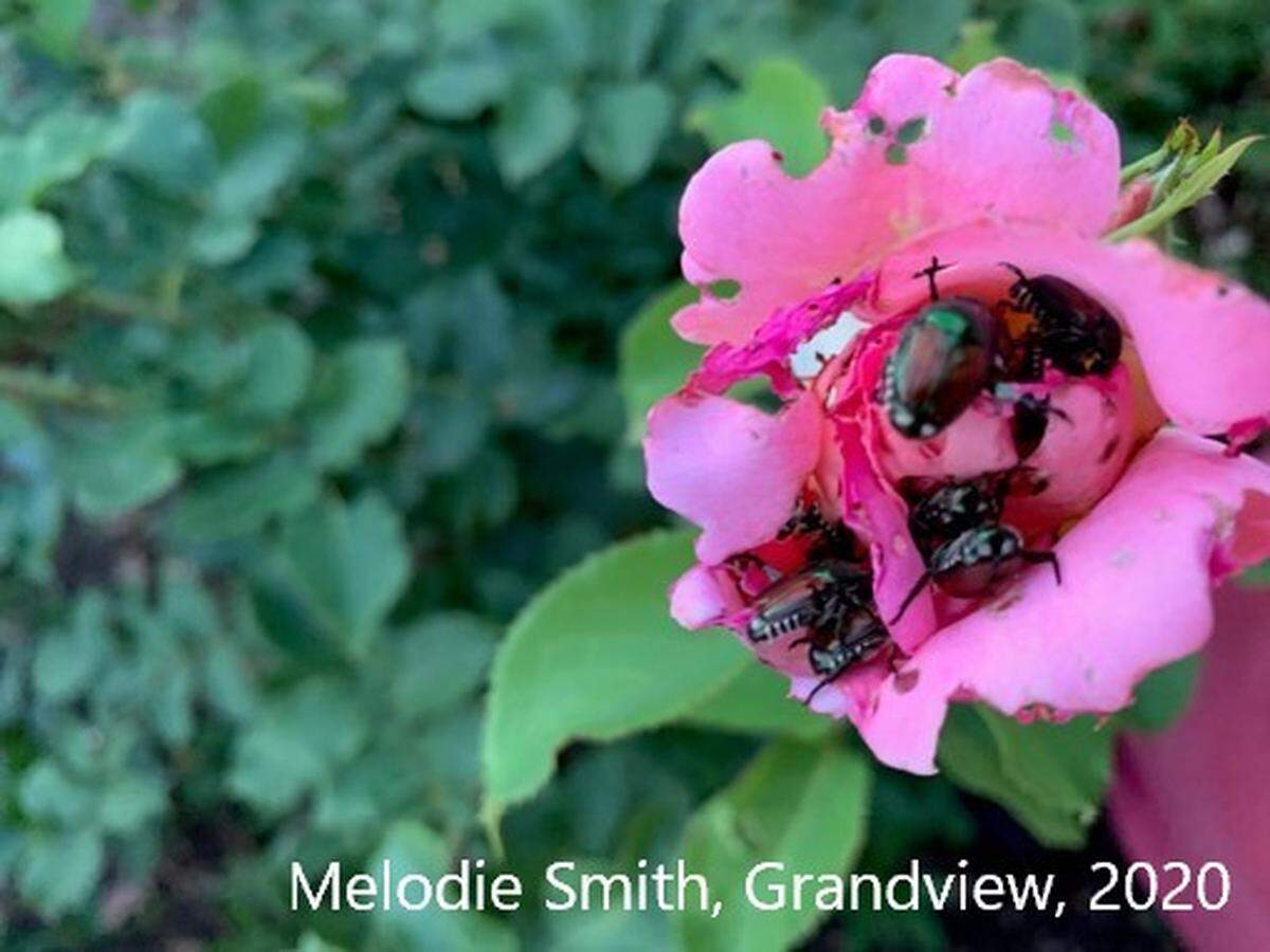 Japenese beetles, shown on a rose in Grandview, can destroy not only roses and lawns, but crops important to the Mid-Columbia, including apples, grapes and hops.