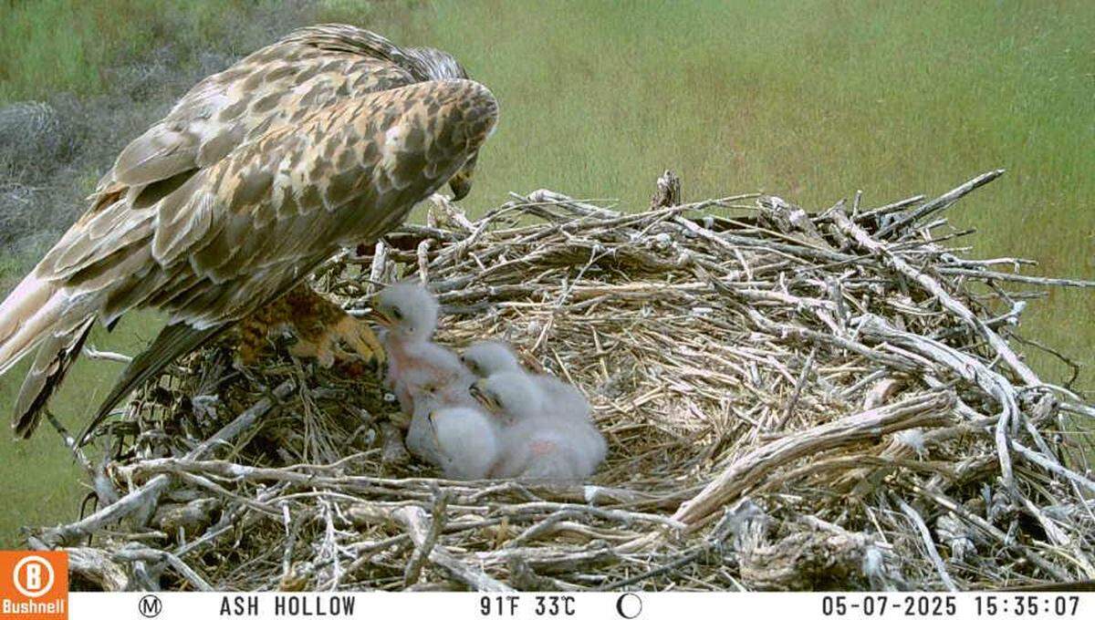 Ferruginous hawks are listed as endangered in Washington as strubsteppe and grasslands have been overtaken by farming and development.