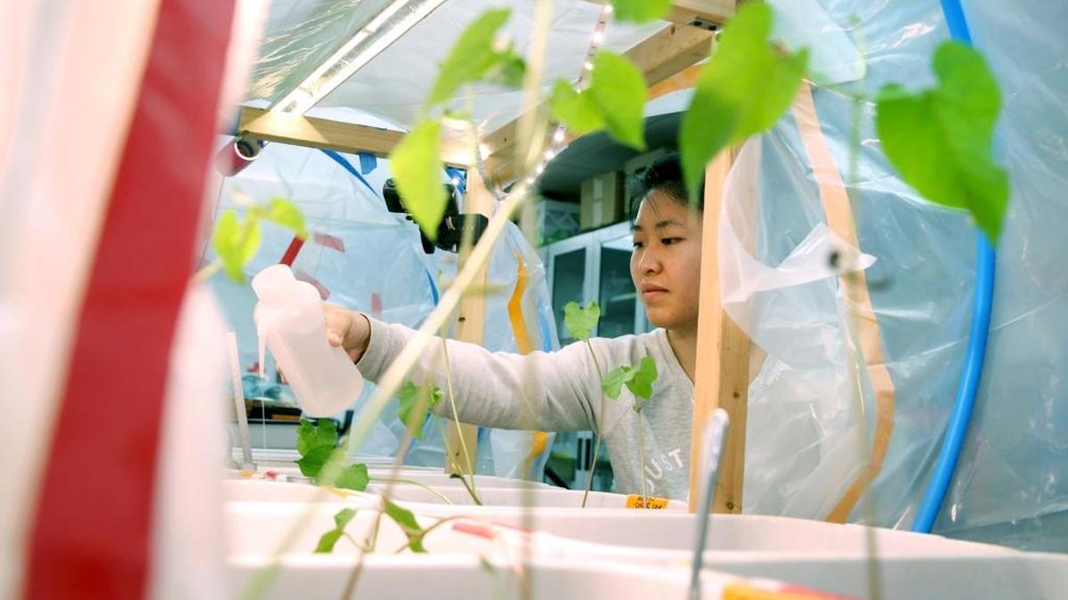 UW-Stout student Molly Beaghan of Houghton, Mich., waters plants in the “Hab,” or habitat, which contains Chippewa County soil. The soil turned reddish after it was heated to 1,000 degrees to decompose the organic material.