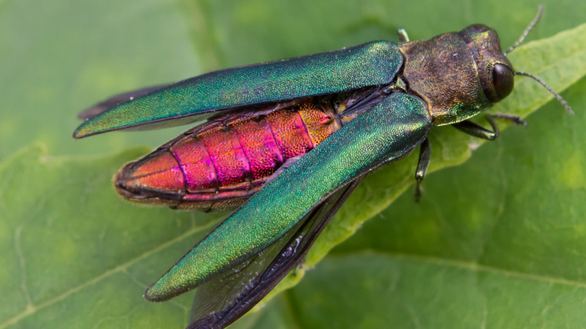 Insect species that devastates trees spotted in Eastern WA