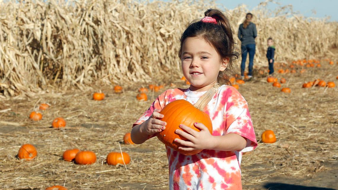 Tri-Cities kids can pick their pumpkins. U-pick and X-mas tree farms can open