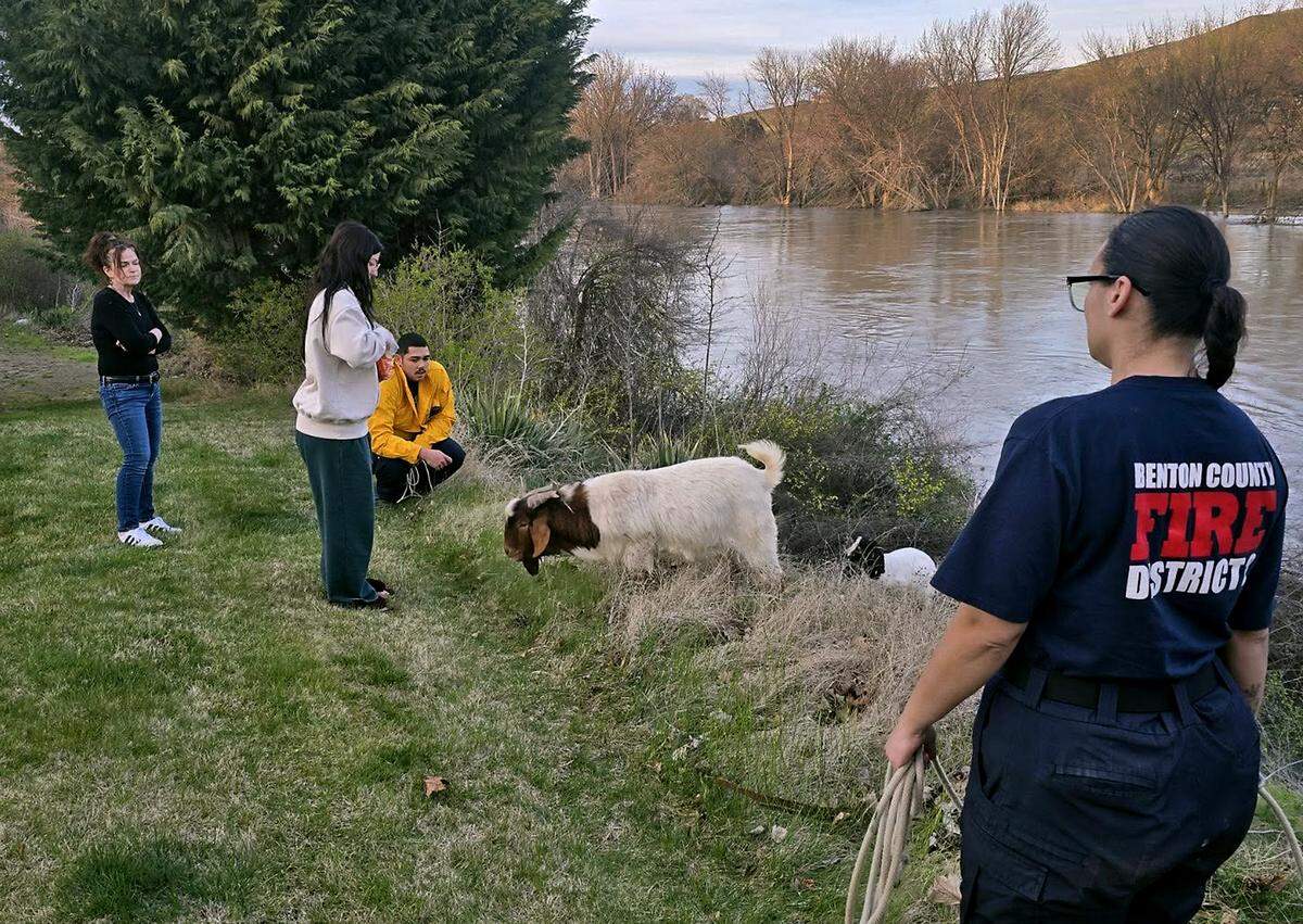 Members of Columbia Basin Dive Rescue teamed up with first responders from Benton County Fire District 2 to rescue goats that floated down the Yakima River in a modified tank during recent high water.