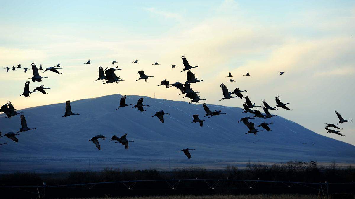 Reader John Panther of Kennewick captured the annual migration of Sandhill cranes passing through West Richland in 2021.