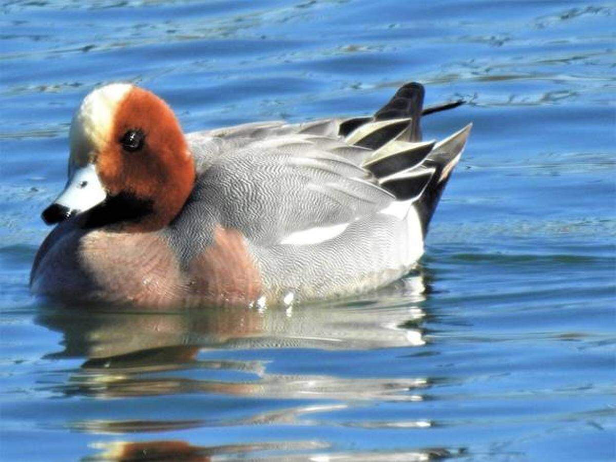 A Eurasian wigeon at Columbia Park in March 2018.