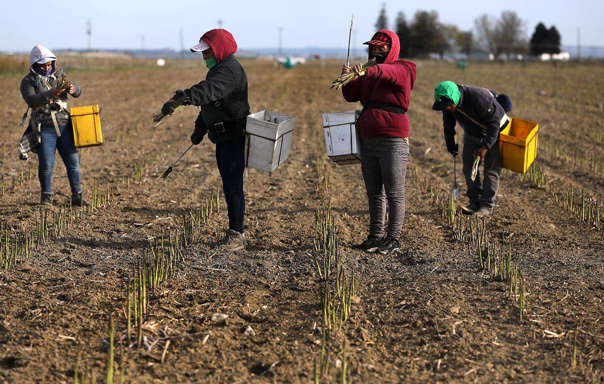 Farm workers harvest asparagus in the early morning at Schreiber Farms.