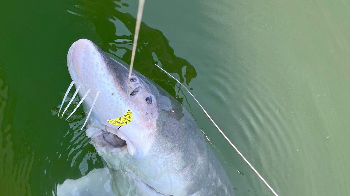 This keeper-size white sturgeon could not resist a fat nightcrawler trolled behind a Mack’s Smile Blade.