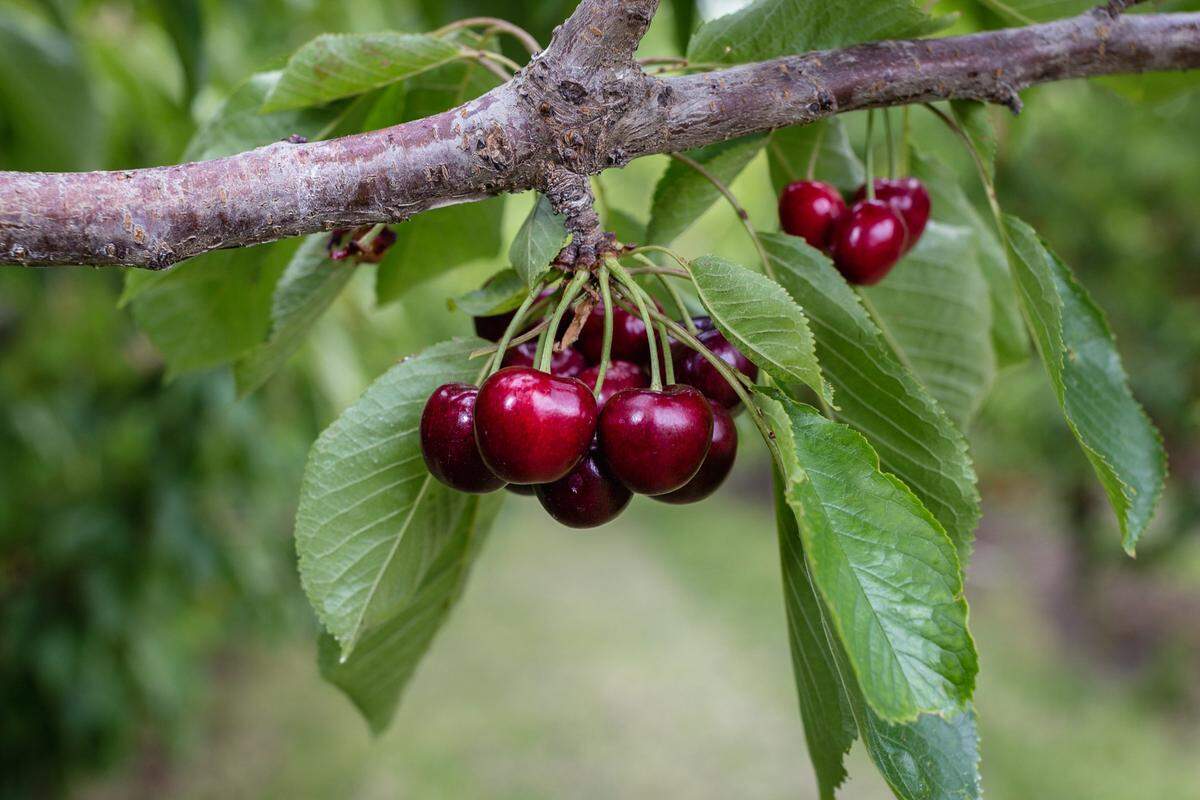 Thousands of Washington farmers received millions in federal aid payments for losses from trade disputes but industry leaders say the payments fell far short.