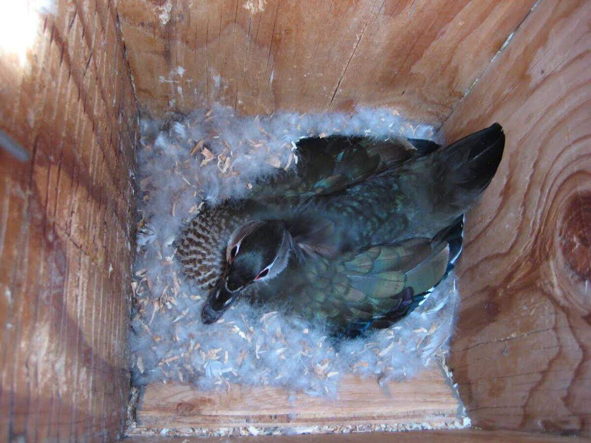 A wood duck hen nests in a box put up by the Richland Rod and Gun Club in the Tri-Cities, Wash., area.